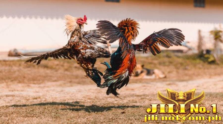 c1 fighting cocks jilino1 08