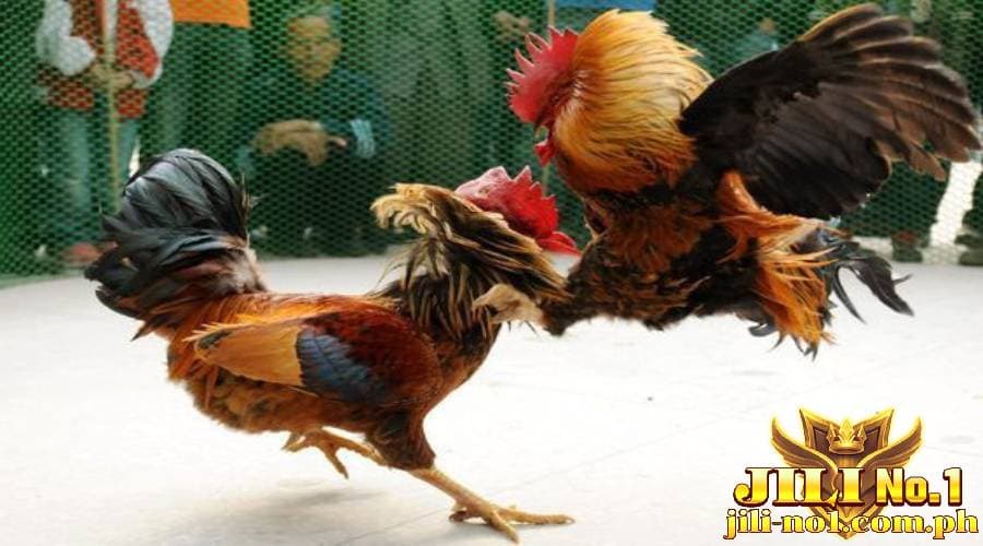 cockfighting today jilino1 08