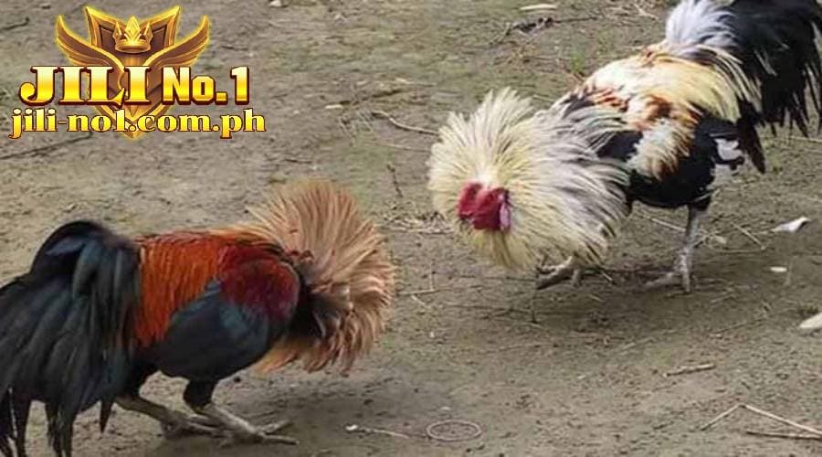 cockfighting today jilino1 18