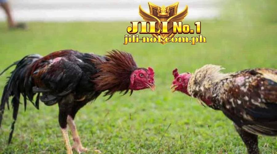 cockfighting today jilino1 28