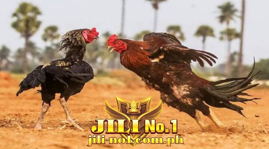 ds88 cockfighting jilino1 08