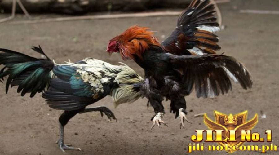 live cockfighting jilino1 18