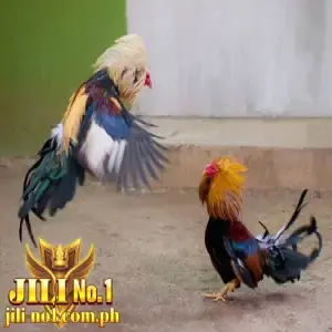 live cockfighting jilino1 avatar